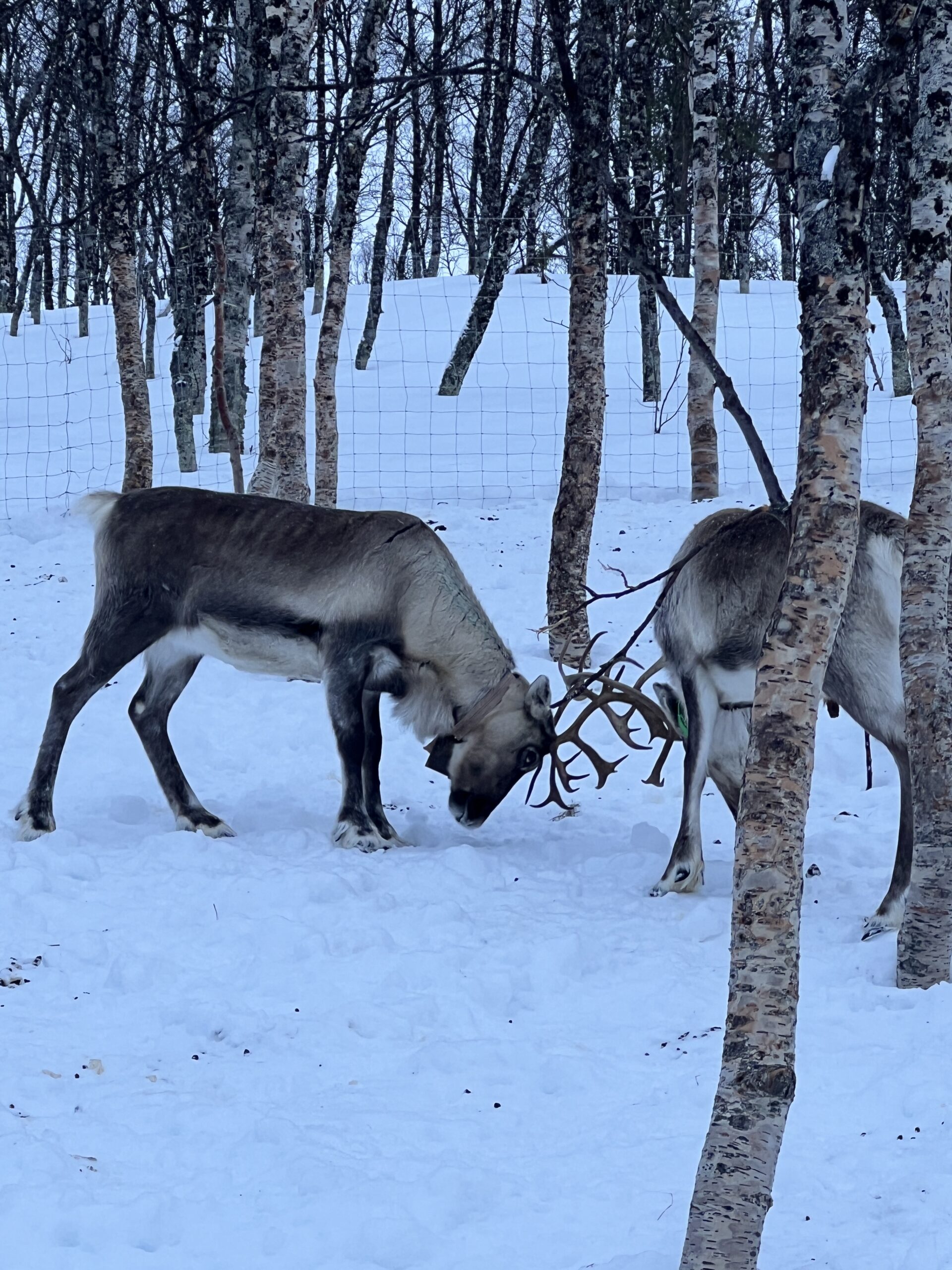 Reindeer Farm Tromso, Norway